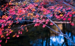 伊人水多多影院